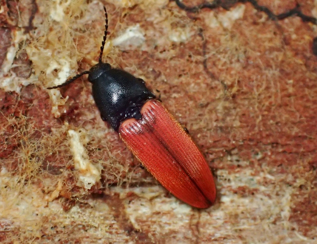 Ampedus melonii (Elateridae)
